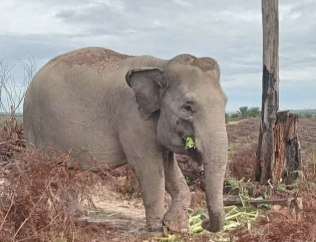 Domang, Gajah Terakhir dari Tesso Nilo