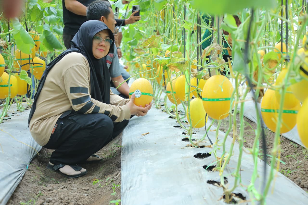 Dana Desa Siak Berbuah Manis, Kampung Buantan Besar Sukses Panen Melon Premium dan Kembangkan Agro Wisata