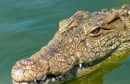 Selamatkan Istri, Warga Gaung Nekat Bertarung dengan Buaya di Sungai