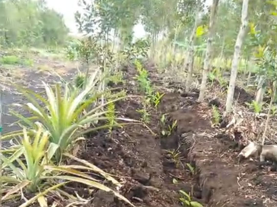 Potensi Agroforestri Budidaya Geronggang, Solusi Ekonomi dan Kelestarian Gambut