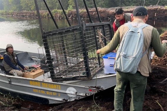 BBKSDA Riau Pasang Kandang Jebak Usai Harimau Sumatera Serang Warga di Pelalawan