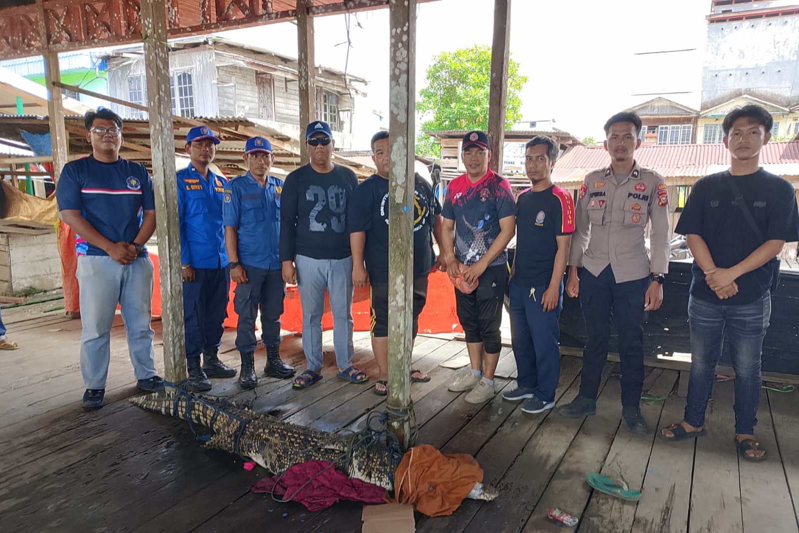 Menegangkan, Warga Gaung Inhil Berhasil Jinakkan Buaya Muara yang Masuk Permukiman