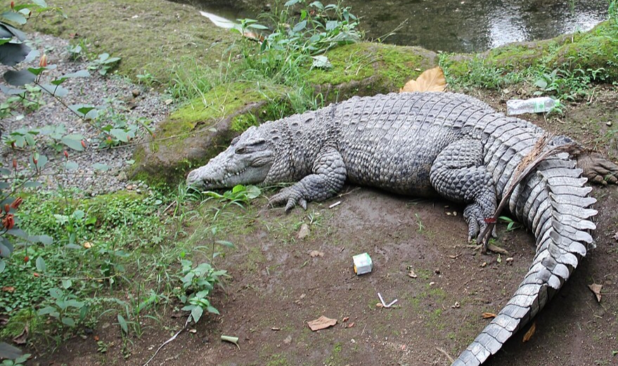Buaya Muara Naik ke Darat dan Kejar Warga di Desa Undan Inhil