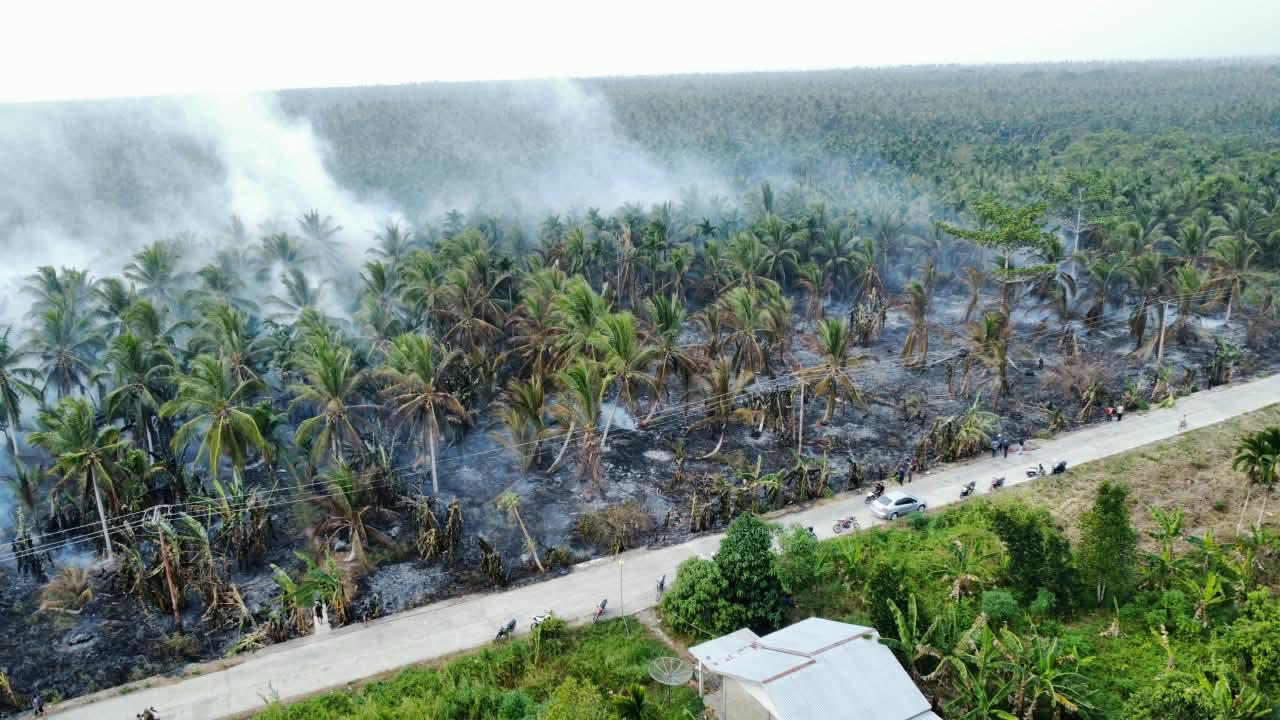 Kebakaran Perkebunan Kelapa di Inhil, Asap Pekat Selimuti Jalan Antardesa