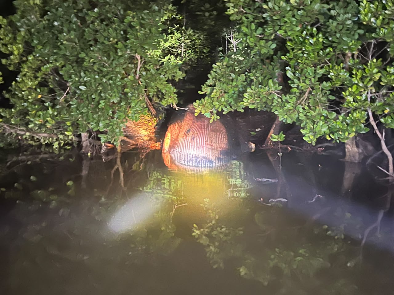 Paus Diperkirakan Seberat 4 Ton Terdampar di Hutan Mangrove Inhil