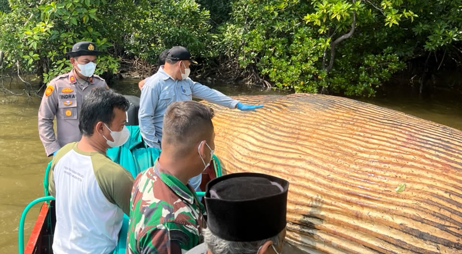 KKP Kirim Sampel Bangkai Paus di Inhil ke BRIN untuk Identifikasi