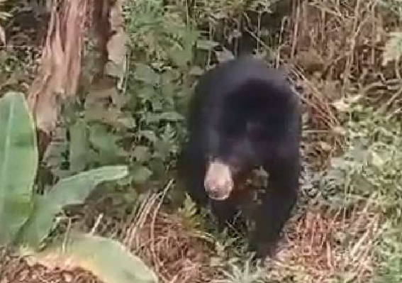 Beruang Berkeliaran di Pelalawan, Warga Diminta Waspada