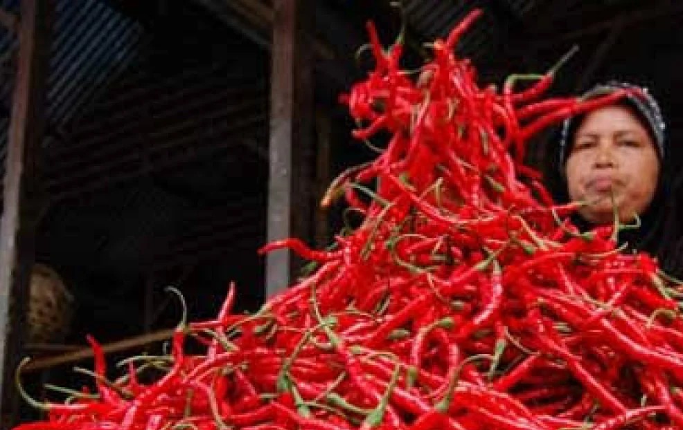 Harga Cabai Merah Tembus Rp100 Ribu per Kg, Pemko Pekanbaru Siapkan Subsidi Transportasi