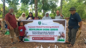 Yayasan Wakaf Pambang Madani Kurban Tiga Ekor Sapi