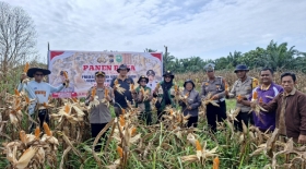 Polsek Kandis Panen Dua Ton Jagung Wujud Dukungan Ketahanan Pangan