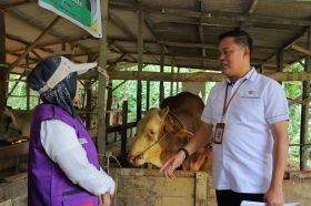 Sejak 5 Bulan Diawasi, Hewan Kurban Pekanbaru Dijamin Sehat dan Berkualitas