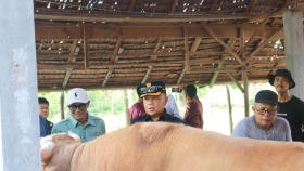 Bupati Asmar Tinjau Sapi Kurban Bantuan Presiden RI Seberat 903 Kg