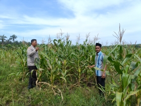 Polisi dan Petani di Kandis Bersinergi Jaga Ketahanan Pangan Lewat Jagung Pipil