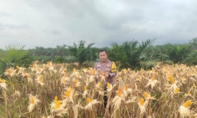 Bhabinkamtibmas Polsek Kandis Pantau Perkembangan Jagung Program Ketahanan Pangan di Kampung Samsam