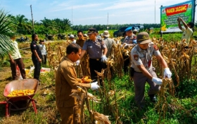 Hari Kedua Panen Jagung, Polsek Kandis Perkuat Dukungan Ketahanan Pangan di Kampung Sam-Sam