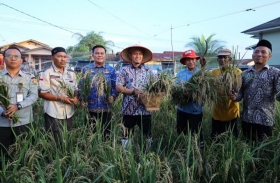 Panen Padi Gogo di Meranti Pandak, Wako Agung: Bukti Pekanbaru Menuju Kemandirian Pangan