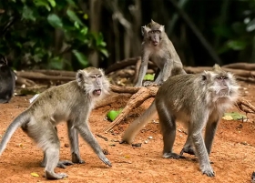 Teror Monyet Liar Meresahkan, Belasan Warga Digigit