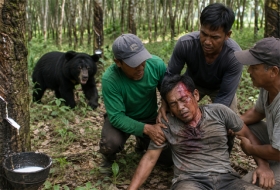 Petani Karet di Pelalawan Alami Luka Serius Usai Diserang Beruang Liar