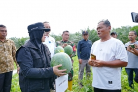 Panen Semangka di Sungai Apit, Bupati Afni Dorong Dana Desa Jadi Penggerak Ekonomi Warga