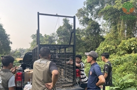 BBKSDA Riau Pasang Box Trap untuk Tangani Kemunculan Beruang di Kampar