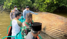 Tim Gabungan Evakuasi Diduga Bangkai Paus di Perairan Indragiri Hilir